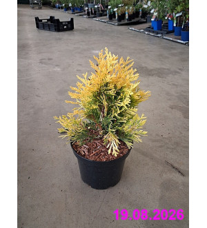 Thuja plicata 'Goldy'® C 2 L